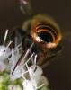 Megachile melanopyga